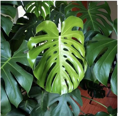 The Makers Plant Lab