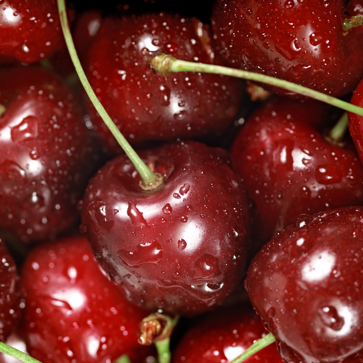Black Cherry Merlot FO – The Makers LLC